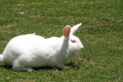 mejores actividades al aire libre para disfrutar con conejos