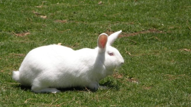 mejores actividades al aire libre para disfrutar con conejos