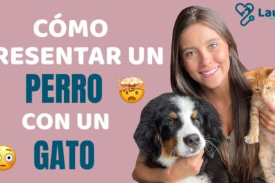 mejores formas de presentar a tu mascota a otros animales