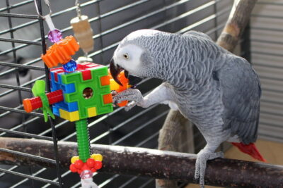 mejores juguetes interactivos para aves diversion y estimulacion