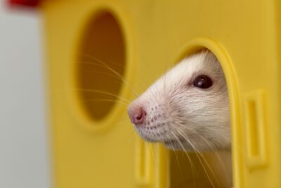 mejores juguetes para hamsters y su bienestar descubrelos
