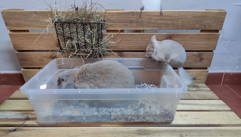 Mejores prácticas para el enriquecimiento en jaulas de animales 1 mejores practicas para el enriquecimiento en jaulas de animales