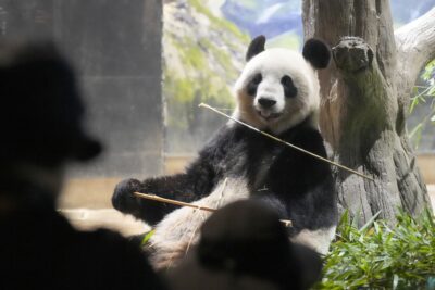 mejores practicas para la crianza en cautiverio de animales