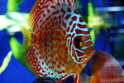 mejores practicas para manejar peces exoticos en acuarios