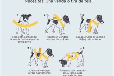 metodos efectivos para calmar a tu mascota antes de un viaje