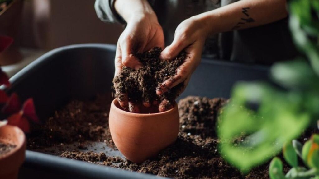 Mezcla exitosa de diferentes tipos de sustratos para plantas 1 mezcla exitosa de diferentes tipos de sustratos para plantas