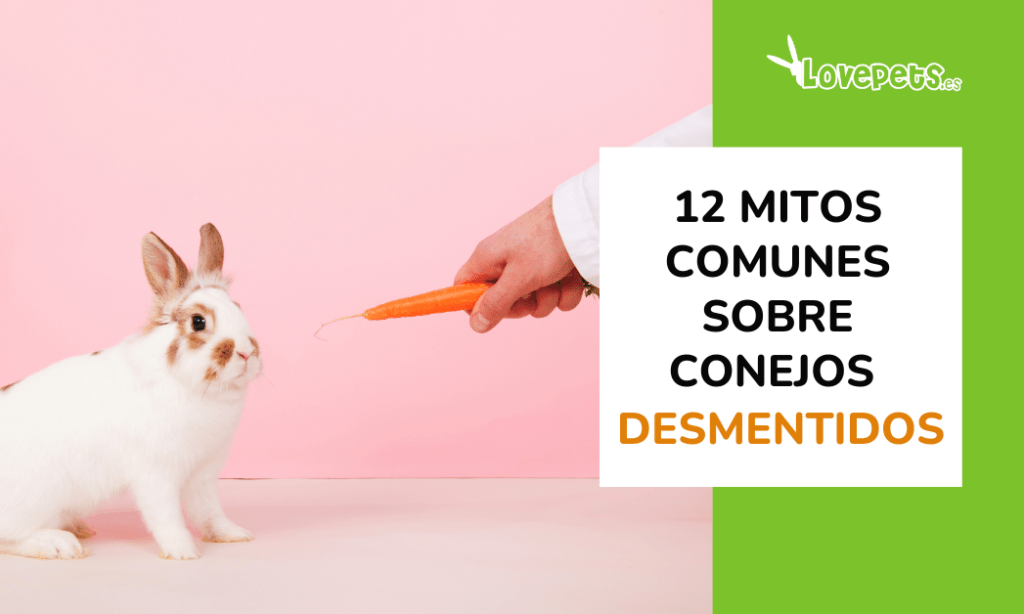 Mitos sobre la alimentación de los conejos: desmintiendo verdades 1 mitos sobre la alimentacion de los conejos desmintiendo verdades
