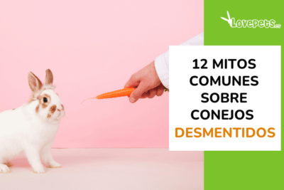 mitos sobre la alimentacion de los conejos desmintiendo verdades