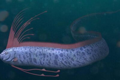 motivos del ocultamiento en peces por que se esconden