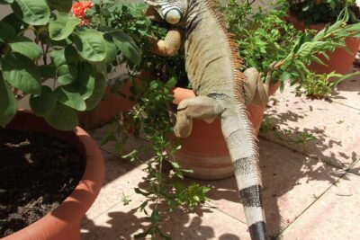 muebles de jardin para crear un habitat ideal para reptiles