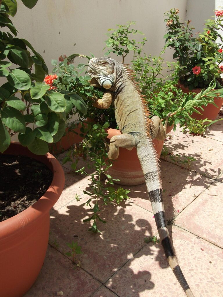 muebles de jardin para crear un habitat ideal para reptiles