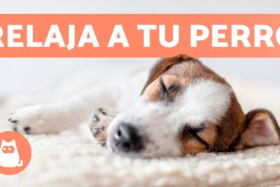 musica para relajar a tu mascota durante la socializacion
