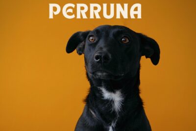 musica terapeutica para aliviar el estres en animales