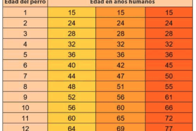 niveles de enriquecimiento segun la edad de la mascota