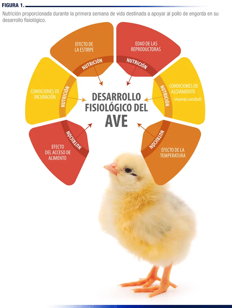 nutrientes esenciales para aves claves para su salud optima