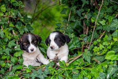 peligros de dejar plantas cerca de mascotas en el hogar