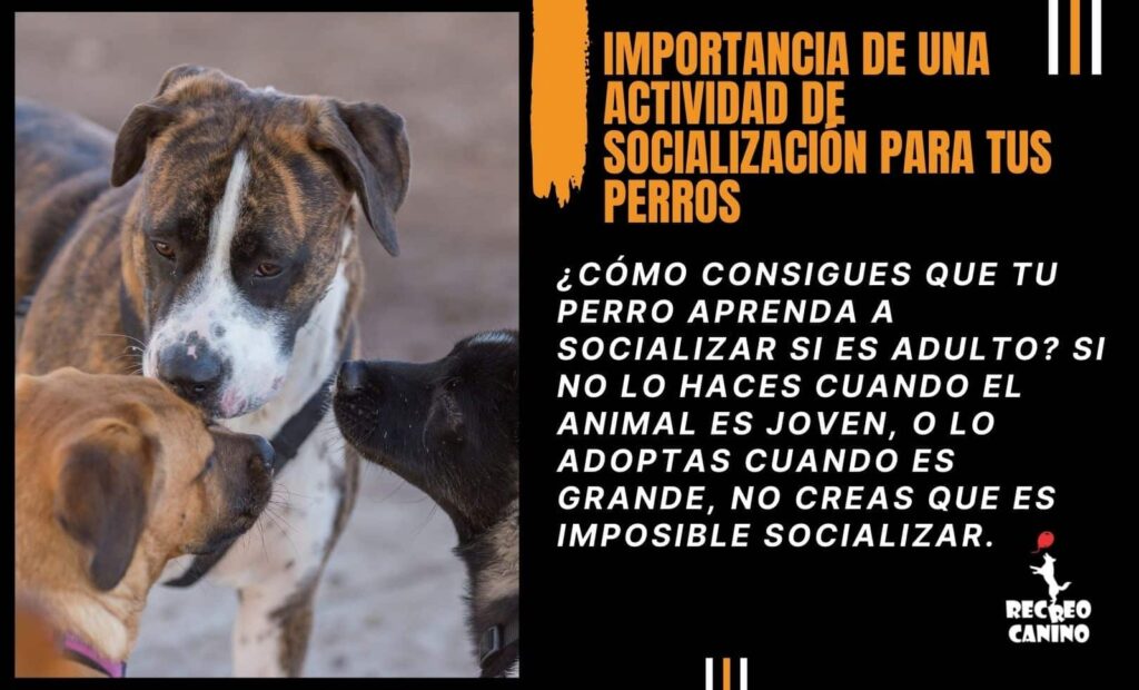 plan de socializacion facil y adaptado para tu mascota