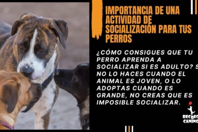 plan de socializacion facil y adaptado para tu mascota
