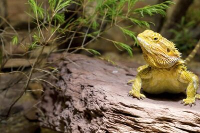 plantas que mejoran el habitat de tu reptil guia practica