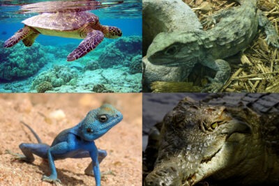 por que algunos reptiles son mas activos que otros