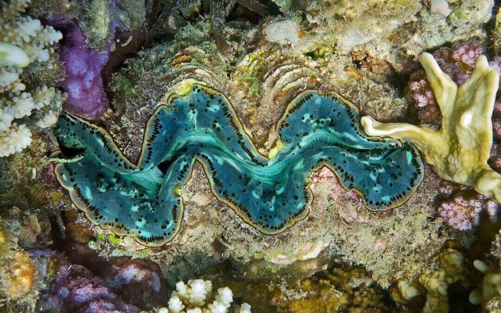 Por qué mi concha se aferra a su hábitat natural en el mar 1 por que mi concha se aferra a su habitat natural en el mar