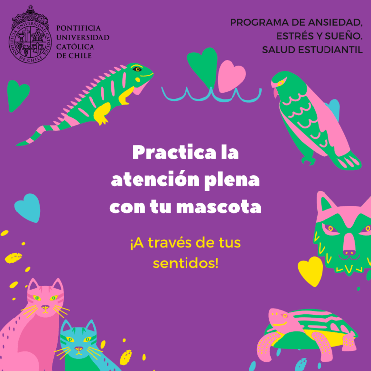practicas de atencion plena que mejoran la socializacion de mascotas