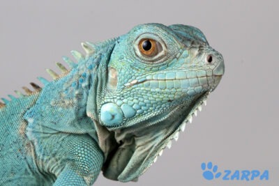 precauciones clave para adaptar una iguana en casa con exito