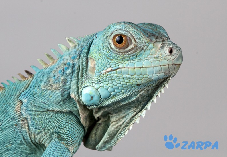 precauciones clave para adaptar una iguana en casa con