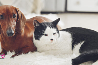 preparar a tu familia para recibir una nueva mascota exotica