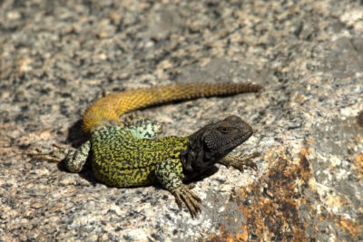 principales desafios en la conservacion de reptiles actuales