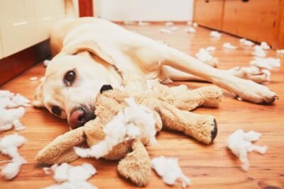 problemas de comportamiento comunes en mascotas no socializadas