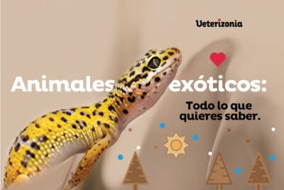 productos que facilitan la socializacion de mascotas exoticas