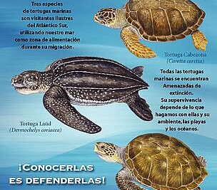 proteccion esencial para la conservacion de tortugas marinas
