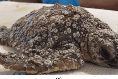 pruebas de diagnostico para enfermedades virales en tortugas