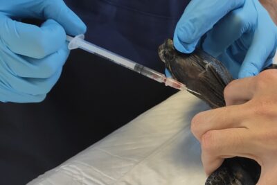 pruebas de sangre recomendadas para animales exoticos
