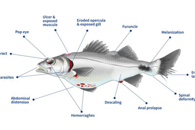 pruebas esenciales para diagnosticar enfermedades en peces