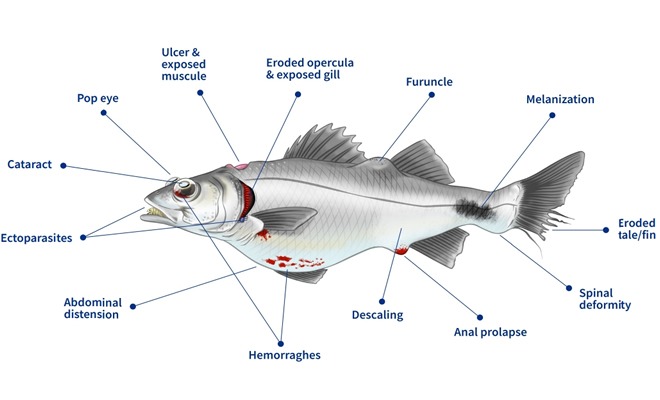 pruebas esenciales para diagnosticar enfermedades en peces