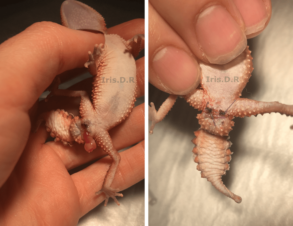 puede la falta de luz causar enfermedades en reptiles