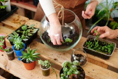 puede un terrario mejorar la calidad del aire en interiores