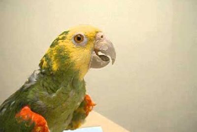 que aspectos considerar en el cuidado dental de un loro