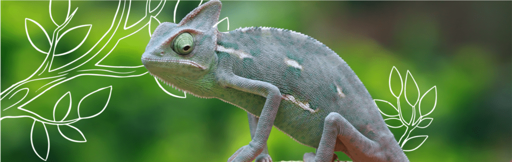 Qué consecuencias trae la falta de nutrición en reptiles 1 que consecuencias trae la falta de nutricion en reptiles