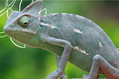 que consecuencias trae la falta de nutricion en reptiles