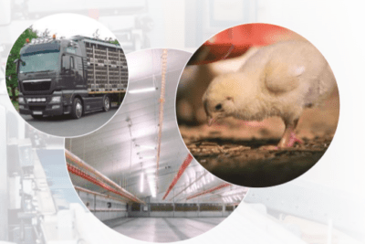 que considerar al elegir productos de higiene para aves