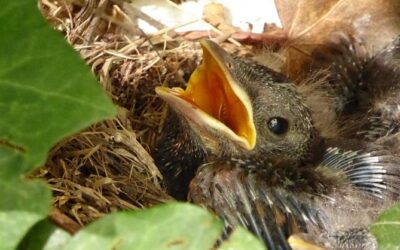 que cuidados deben tener las crias de pajaros exoticos