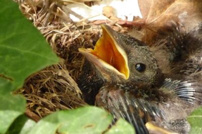que cuidados deben tener las crias de pajaros exoticos
