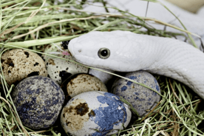 que cuidados especiales necesitan las crias de serpiente