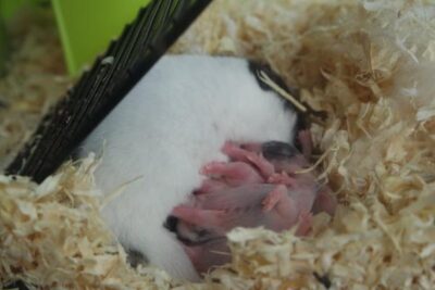que cuidados especiales requieren las crias de hamster