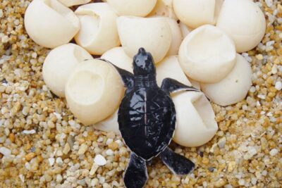 que cuidados especificos necesitan los huevos de tortuga