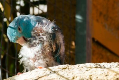 que cuidados especificos requieren las aves con sarna