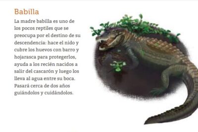 que cuidados especificos requieren las crias de iguana